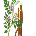 29usd Ngryise 1000pcs Glycyrrhiza uralensis seed