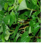 29usd Ngryise 300pcs HERBA HOUTTUYNIAE seed