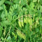 29usd Ngryise 300pcs Astragalus propinquus seed