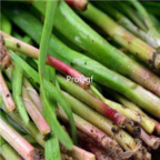 18usd Ngryise 5000pcs  Allium tuberosum seed
