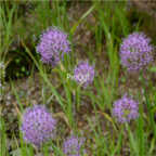 19usd Ngryise 3000pcs Allium wallichii Kunth seed