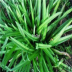 19usd Ngryise 3000pcs Allium japonicurn regel seed