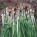 19usd Ngryise 3000pcs Allium chrysanthum seed