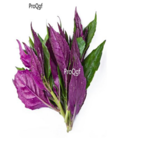 29usd Ngryise 100pcs Alliumhookeri Thwaites seed