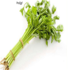 29usd Ngryise 1000pcs Ostericum sieboldii seed