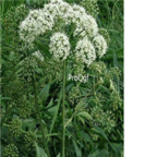 59usd Ngryise 10pcs Cicuta virosa seed