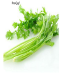 29usd Ngryise 1000pcs Petroselinum crispum seed