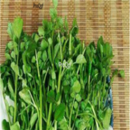 29usd Ngryise 500pcs Nasturtium officinale seed