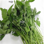 29usd Ngryise 500pcs Cryptotaenia japonica Hassk seed