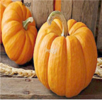 29usd Ngryise 3000pcs Cucurbita moschata seed