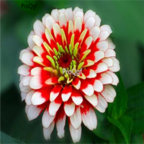 19usd red white Ngryise 2000pcs Zinnia elegans seed