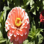 19usd pink Ngryise 2000pcs Zinnia elegans seed