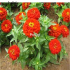 19usd dark red Ngryise 2000pcs Zinnia elegans seed