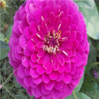 19usd purple Ngryise 2000pcs Zinnia elegans seed