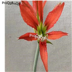 9usd rare orange Ngryise 3Pcs A Set Amaryllis Flower Bulb
