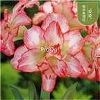 9usd white with red edge Ngryise 3Pcs A Set Amaryllis Flower Bulb