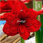 9usd dark red Ngryise 3Pcs A Set Amaryllis Flower Bulb