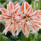 9usd pink white stripe Ngryise 3Pcs A Set Amaryllis Flower Bulb