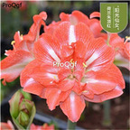 9usd champagne white stripe Ngryise 3Pcs A Set Amaryllis Flower Bulb