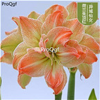 9usd green pink  Ngryise 3Pcs A Set Amaryllis Flower Bulb