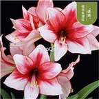 9usd red with white edge Ngryise 3Pcs A Set Amaryllis Flower Bulb