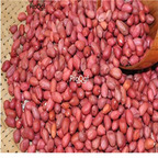 18usd Ngryise 500pcs Arachis hypogaea peanut seed