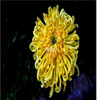 18Usd yellow Ngryise 3000pcs Dendranthema morifolium seed