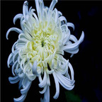 18Usd white Ngryise 3000pcs Dendranthema morifolium seed