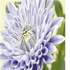 18Usd light blue Ngryise 3000pcs Dendranthema morifolium seed