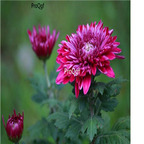 18Usd dark purple Ngryise 3000pcs Dendranthema morifolium seed