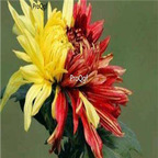 18Usd yellow red Ngryise 3000pcs Dendranthema morifolium seed