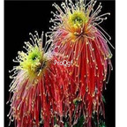 18Usd yellow orange susu Ngryise 3000pcs Dendranthema morifolium seed