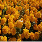 19usd Ngryise dark yellow 3000pcs dwarf four season chrysanthemum flower seed