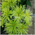 19usd Ngryise green 3000pcs dwarf four season chrysanthemum flower seed