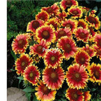 19usd Ngryise red with yellow edge 3000pcs dwarf four season chrysanthemum flower seed