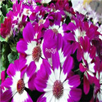 19usd Ngryise purple with white double color 3000pcs dwarf four season chrysanthemum flower seed