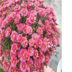 19usd pink Ngryise 3000pcs Chrysanthemum mori folium seed