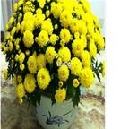 19usd yellow Ngryise 3000pcs Chrysanthemum mori folium seed