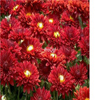 19usd red Ngryise 3000pcs Chrysanthemum mori folium seed