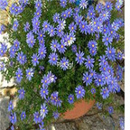 19usd blue Ngryise 3000pcs Chrysanthemum mori folium seed