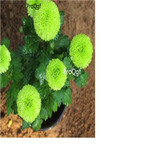 19usd green Ngryise 3000pcs Chrysanthemum mori folium seed