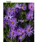 19usd blue Ngryise 3000pcs Symphyotrichum novi-belgii  seed