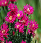 19usd purple Ngryise 3000pcs Symphyotrichum novi-belgii  seed
