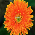 19usd orange Ngryise 3000pcs Gerbera jamesonii seed