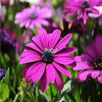 19usd purple Ngryise 3000pcs Gerbera jamesonii seed