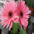 19usd pink Ngryise 3000pcs Gerbera jamesonii seed
