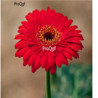 19usd red Ngryise 3000pcs Gerbera jamesonii seed