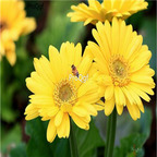 19usd yellow Ngryise 3000pcs Gerbera jamesonii seed