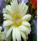 19usd white Ngryise 3000pcs Gerbera jamesonii seed