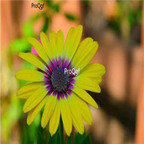 19usd green Ngryise 3000pcs Gerbera jamesonii seed